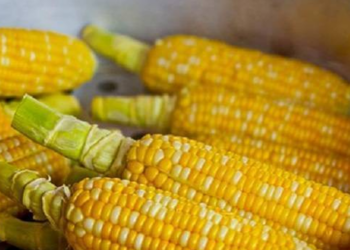 Venditori di Spighe Napoli