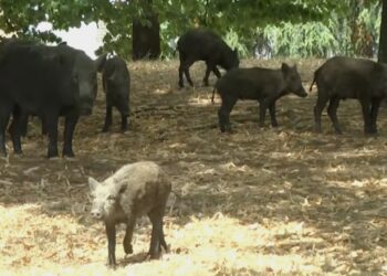 Cinghiali rinchiusi in un parco: verranno trucidati