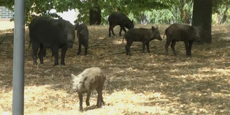 Cinghiali rinchiusi in un parco: verranno trucidati