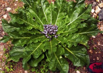 Mangiano verdura velenosa: cinque persone finiscono in ospedale