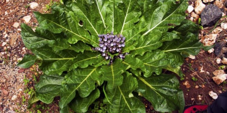 Mangiano verdura velenosa: cinque persone finiscono in ospedale