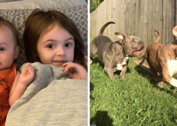 Pitbull uccide due fratellini: aggredita anche la madre