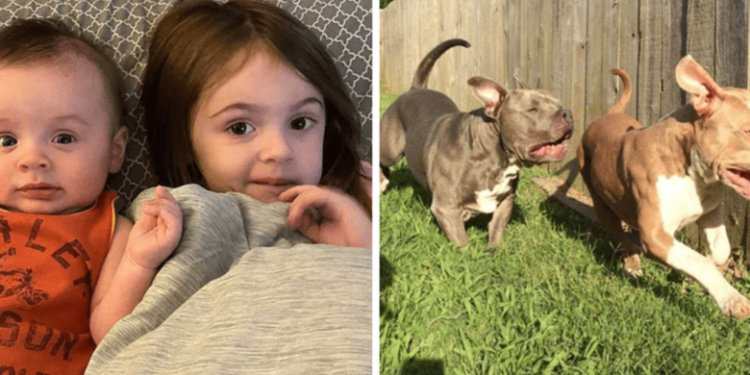 Pitbull uccide due fratellini: aggredita anche la madre