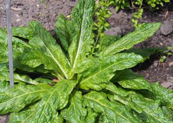 Napoli Mandragora pianta