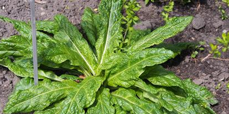 Napoli Mandragora pianta