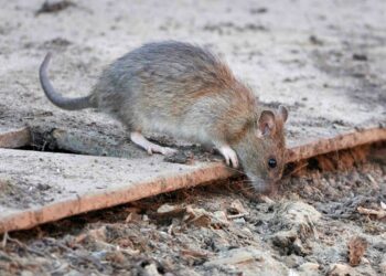 Topi Barra Scuola Rodinò