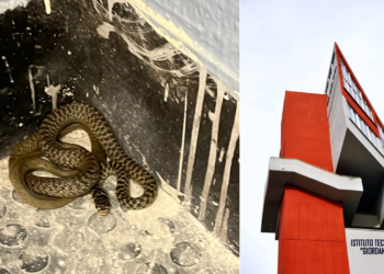 Napoli Serpenti scuola