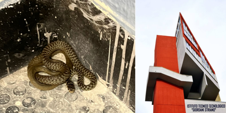 Napoli Serpenti scuola