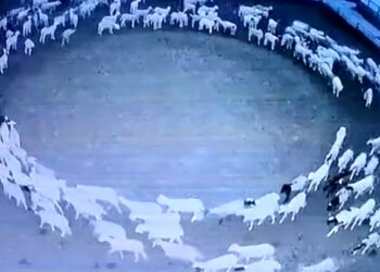 pecore-cina-video-twitter