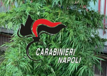 Sembrava un albero di Natale ma era una pianta di marijuana di tre metri: denunciata una donna