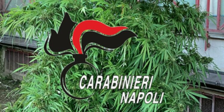 Sembrava un albero di Natale ma era una pianta di marijuana di tre metri: denunciata una donna