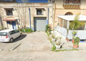 Uccide un gatto e lo mangio, denunciato