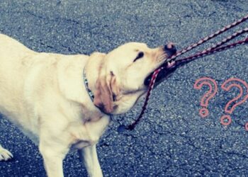 Chiede di tenere al guinzaglio un cane: 60enne pestato da un gruppo di ragazzi