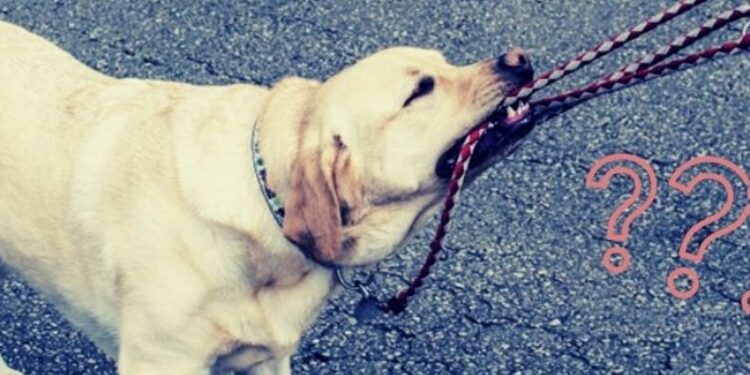Chiede di tenere al guinzaglio un cane: 60enne pestato da un gruppo di ragazzi