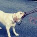 Chiede di tenere al guinzaglio un cane: 60enne pestato da un gruppo di ragazzi