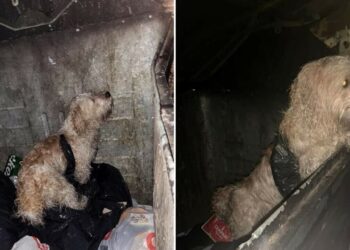 cane legato viene trovato in un cassonetto
