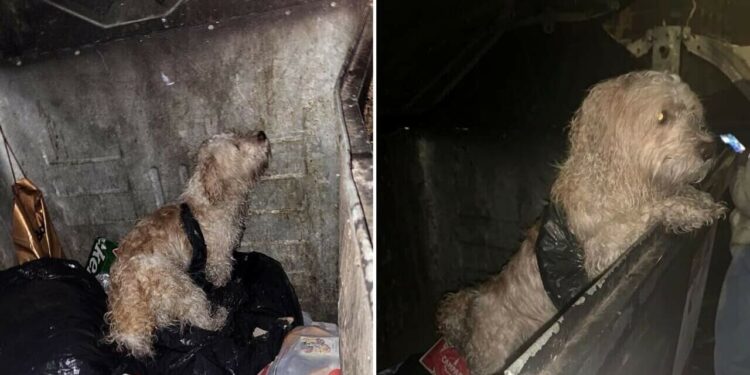 cane legato viene trovato in un cassonetto
