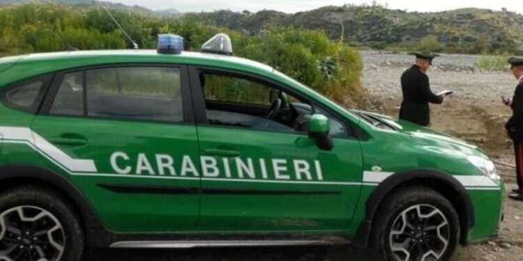 Forestale indaga su una fabbrica di dolciumi