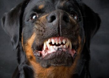 donna sbranata dai propri cani a Modena