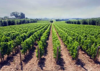 uomo minaccia di bruciare un vigneto in toscana e chiede riscatto