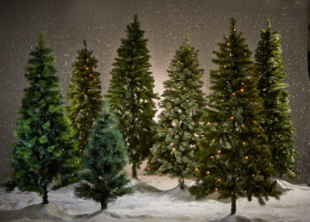 I ladri non si fermano neanche a Natale: rubati i pini natalizi in una delle vie più frequentate a Napoli