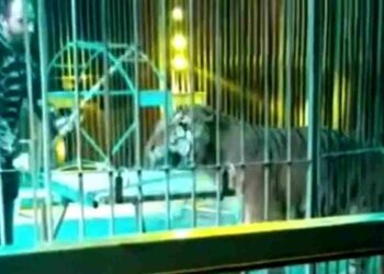 Domatore azzannato da una tigre durante uno spettacolo