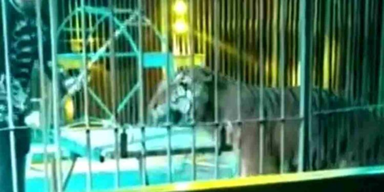 Domatore azzannato da una tigre durante uno spettacolo