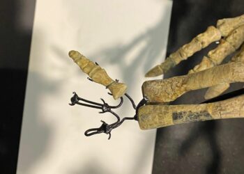 padova, furto alla fiera