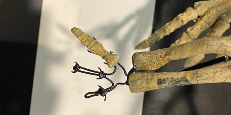 padova, furto alla fiera