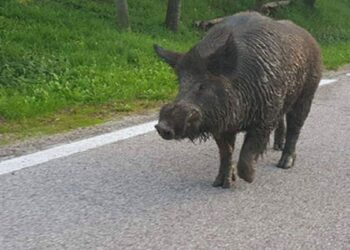 Cinghiale Incidente Stradale