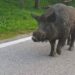 Cinghiale Incidente Stradale