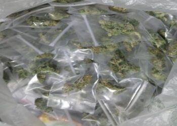 Ordina online pastori per il presepe: gli arrivano 10 kg di marijuana