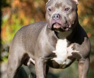 Sguinzagliarono Pitbull contro rivali: sfregiate due persone