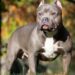Sguinzagliarono Pitbull contro rivali: sfregiate due persone