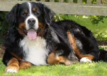 Scopre che il cane ha un tumore ma non può pagare l’operazione: la storia di Max