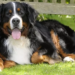 Scopre che il cane ha un tumore ma non può pagare l’operazione: la storia di Max
