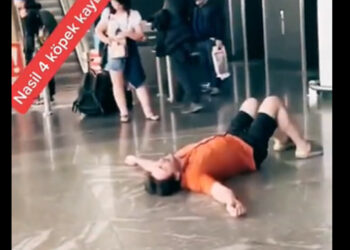 turista smarrisce 4 cani in aeroporto