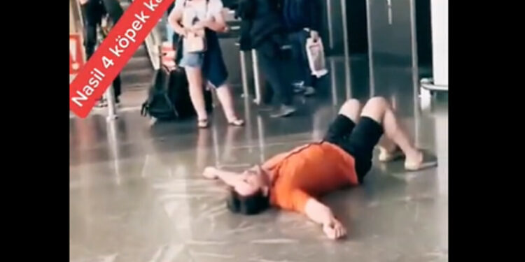 turista smarrisce 4 cani in aeroporto