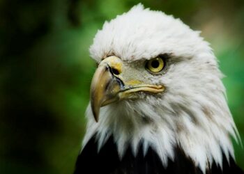 Rapace in libertà aggredisce passante: “Così sono riuscito ad allontanare l’uccello”