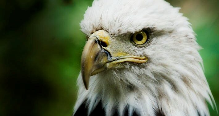 Rapace in libertà aggredisce passante: “Così sono riuscito ad allontanare l’uccello”
