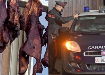 firenze carcasse di animali