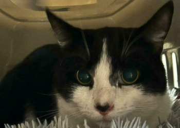 Gettò piccoli gattini nella spazzatura: adesso viene condannato a 9 anni