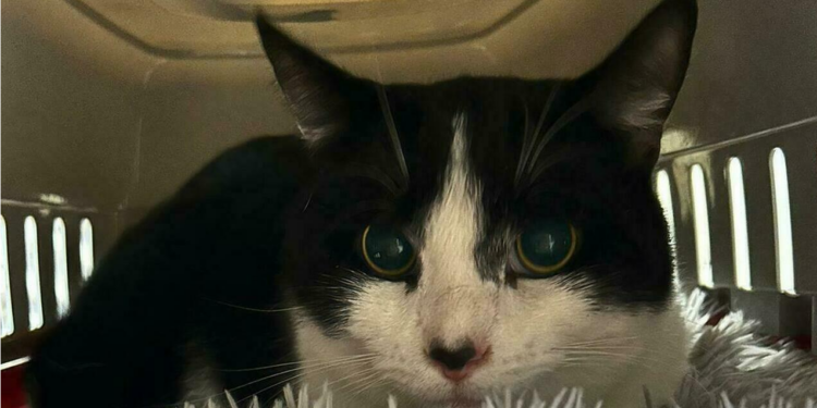 Gettò piccoli gattini nella spazzatura: adesso viene condannato a 9 anni