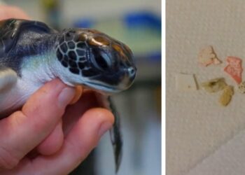 Salta la scuola, va nel parco con gli amici e uccide una tartaruga mentre viene filmato