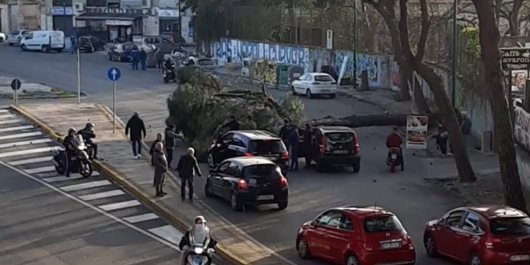 Napoli, vento devasta un albero nella via principale: una donna rimane ferita
