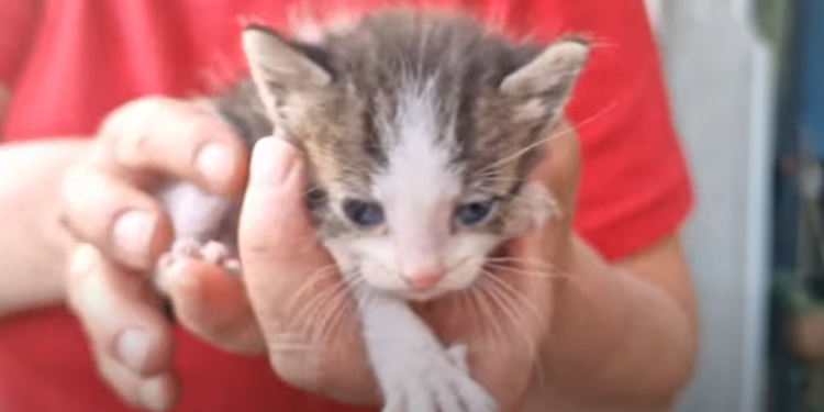 Gattino di pochi giorni lanciato da un’auto in corsa ad Avella
