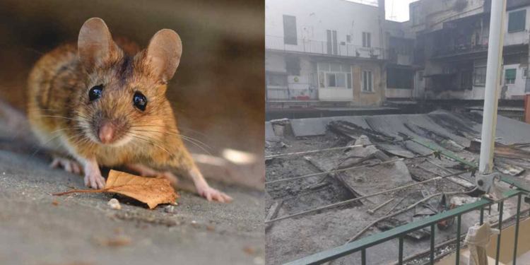 Topi nelle abitazioni dopo un imponente rogo: i cittadini protestano