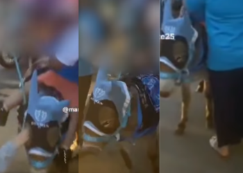 Asino sfruttato per i festeggiamenti del Napoli, Borrelli: “Gli animali non sono giocattoli” (Con Video)