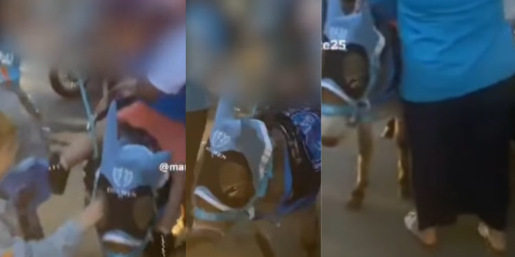 Asino sfruttato per i festeggiamenti del Napoli, Borrelli: “Gli animali non sono giocattoli” (Con Video)