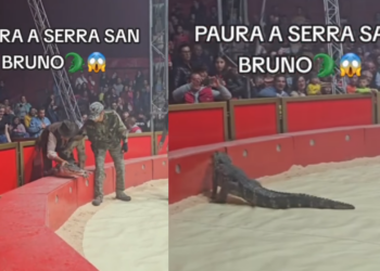 Coccodrillo tenta di fuggire dal circo: panico tra il pubblico (con video)